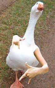 Birds With Arms The Internet Puts Arms In Birds And The Result Is Impossible Not To Laugh Funny Memes Images Bird Meme Funny Animal Pictures