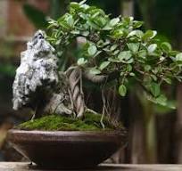 How to grow aerial roots on ficus?