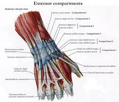 The muscle belly divides into 4 tendons. Anatomy Of The Hand Team Bone