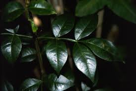 Image result for Schrebera