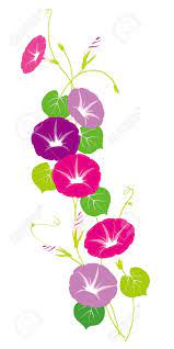 Vector Illustration Of Morning Glory Flower Vector Art Flower Illustration Vine Drawing