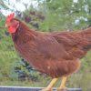 No products were found matching your selection. Cherry Egger Brown Egg Laying Chickens Cackle Hatchery