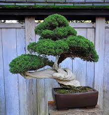 Bonsai Plants Juniper Bonsai Bonsai Tree