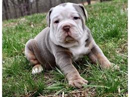 The olde english bulldogge is recognized by the achc (american canine hybrid club). Olde English Bulldogge Puppies Petland Orlando East