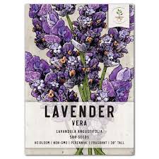 Image result for Lavandula angustifolia Vera