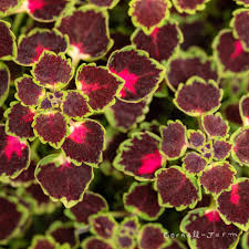 Image result for Coleus guerkei