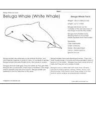 Select from 35919 printable crafts of cartoons, nature, animals, bible and many more. Beluga Whale Coloring And Information Sheet Whale Facts Beluga Whale Beluga Whale Funny