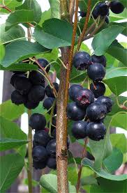 Image result for indiánská borůvka obrázek