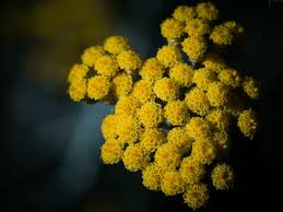 Image result for Helichrysum kirkii