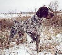 Welcome to k9stud and thank you for taking the time to visit our page of dogs for sale! German Wirehaired Pointer Puppies Available August 29 For Sale In East Lansing Michigan Classified Americanlisted Com