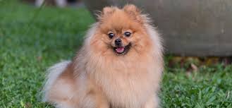 They emit powerful ultrasonic waves that disturb pests, causing them to retreat away from these waves are not audible to humans or pets and do not contain chemicals. Can Dogs Hear Ultrasonic Pest Repellers Wag