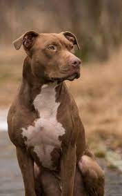pitbull rednose pitbull red nose raulalexandru97 pitbull dog rednose pitbull puppies red nose pitbull