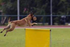 Every now and then i see a really cool video of a malinois doing something awesome, but then when i want to. How High Can A Belgian Malinois Jump Solved All About Sheepdogs