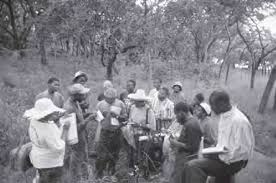 Image result for Savannosiphon euryphyllus