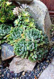 Rocks and pebbles on your soil as a filler can greatly enhance the aesthetic appeal of your succulent plants. Garden And Bliss Succulents Succulent Rock Garden Rock Garden Landscaping