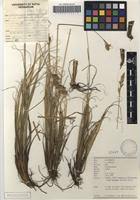 Image result for Schoenoxiphium