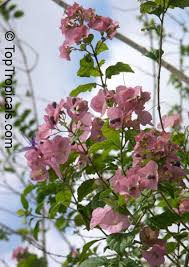 Image result for Karomia tettensis