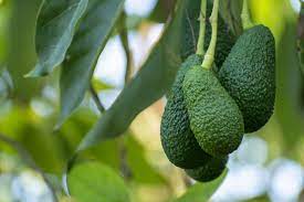 It is possible for an avocado tree to produce 200 to how tall will an avocado tree grow indoors? A Complete Guide To Hass Avocado Trees This Old House