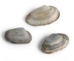 If it stays ajar, it's dead. Which Clam Is Which Article Finecooking