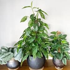 Day 21 Of The Plantoberphotochallenge By Planttplanttplantt Is Monstera Here Is My Monstera Adansonii With Its Two Vining Friends I M Planning To Switch O