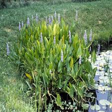 Image result for Pontederia