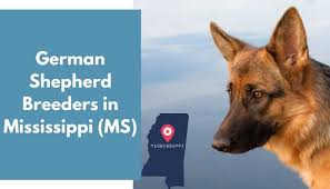 These playful, lovable german shepherd puppies grow into a powerful, intelligent, & protective dog breed. 30 German Shepherd Breeders In Mississippi Ms German Shepherd Puppies For Sale Animalfate