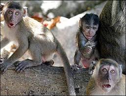 Animal Behavior Animal Behavior Animals Animals Wild