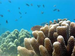 See 117 reviews, articles, and 43 photos of reef guides hawaii, ranked no.2 on tripadvisor among 7 attractions in princeville. Coral Reefs Hawai I Wildlife Fund
