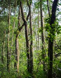 Image result for Exacum zombense