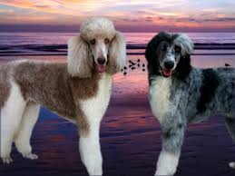 Black And White Standard Poodle Puppies For Sale Pin By Monique Blackburn On Group Poodles Best Dogs Ever Poodle Puppy Standard Poodle Poodle Puppy Standard