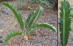 Image result for Encephalartos chimanimaniensis
