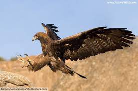 We will not only provide you with basic information about each one of them but also with interesting facts that will help you discover their most hidden facets. Animals That Start With E List With Pictures And Facts Find Animals Beginning With E