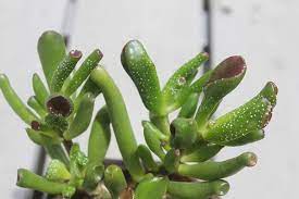 They work with many of the leading. White Spots On Jades Perfectly Normal They Are Simply Excess Salt Mineral Deposits Being Exuding By The Plant How Do I Know Succulents Plants Crassula Ovata