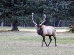 Check spelling or type a new query. Thanksgiving Dinner At Poppy Brasserie Picture Of Fairmont Chateau Lake Louise Tripadvisor