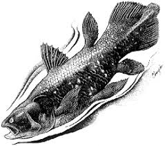 Image result for Coelachne