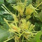 Image result for Erianthemum dregei