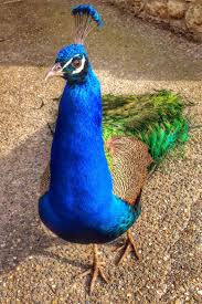 Peacock By Mag Photos Kus Tavus Kusu