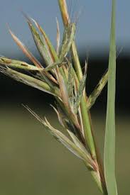 Image result for Cymbopogon caesius