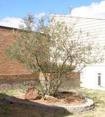 Texas Kidneywood Landscape Landscape Features Plants