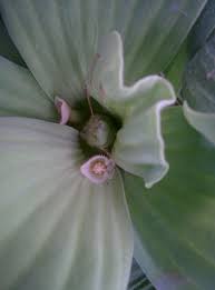 Image result for Pistia