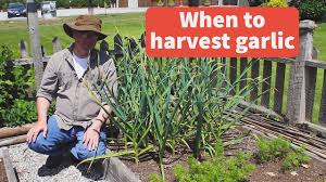 Are you thinking you want to give garlic a try? When To Harvest Garlic And Garlic Scapes West Coast Seeds Youtube