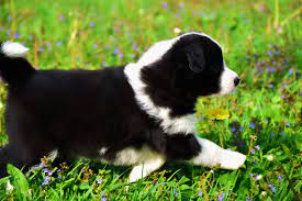 Cu Reabtha Border Collies Has Border Collie Puppies For Sale In Zionsville In On Akc Puppyfinder Collie Puppies For Sale Border Collie Puppies Border Collie