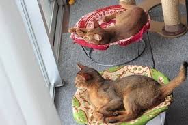 猫のための素敵な自作ハンモック5選 猫 ハンモック 手作り 猫 ベッド 手作り 猫のハンモック