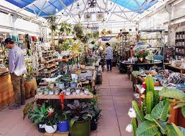 Local sf bay area nurseries in berkeley and san anselmo, california. Cactus Jungle Archives Cactus Jungle