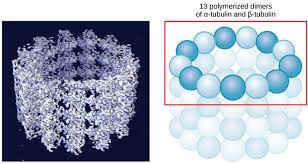 Microtubules have roles in transporting organelles within the cell, forming the mitotic spindle during cell division, and forming structures like cilia and flagella that help certain cells move. The Cytoskeleton Boundless Biology