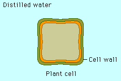 An animal cell will lyse when placed in a hypotonic solution compared to a plant cell. Wonderful World About Biology Just Another Wordpress Com Site