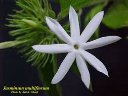 Image result for Jasminum multiflorum