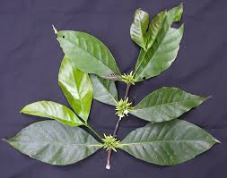 Image result for Malouetia