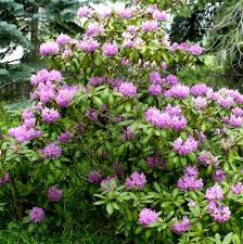 Image result for Rhododendron