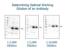 Diluting Antibodies Technical Tips